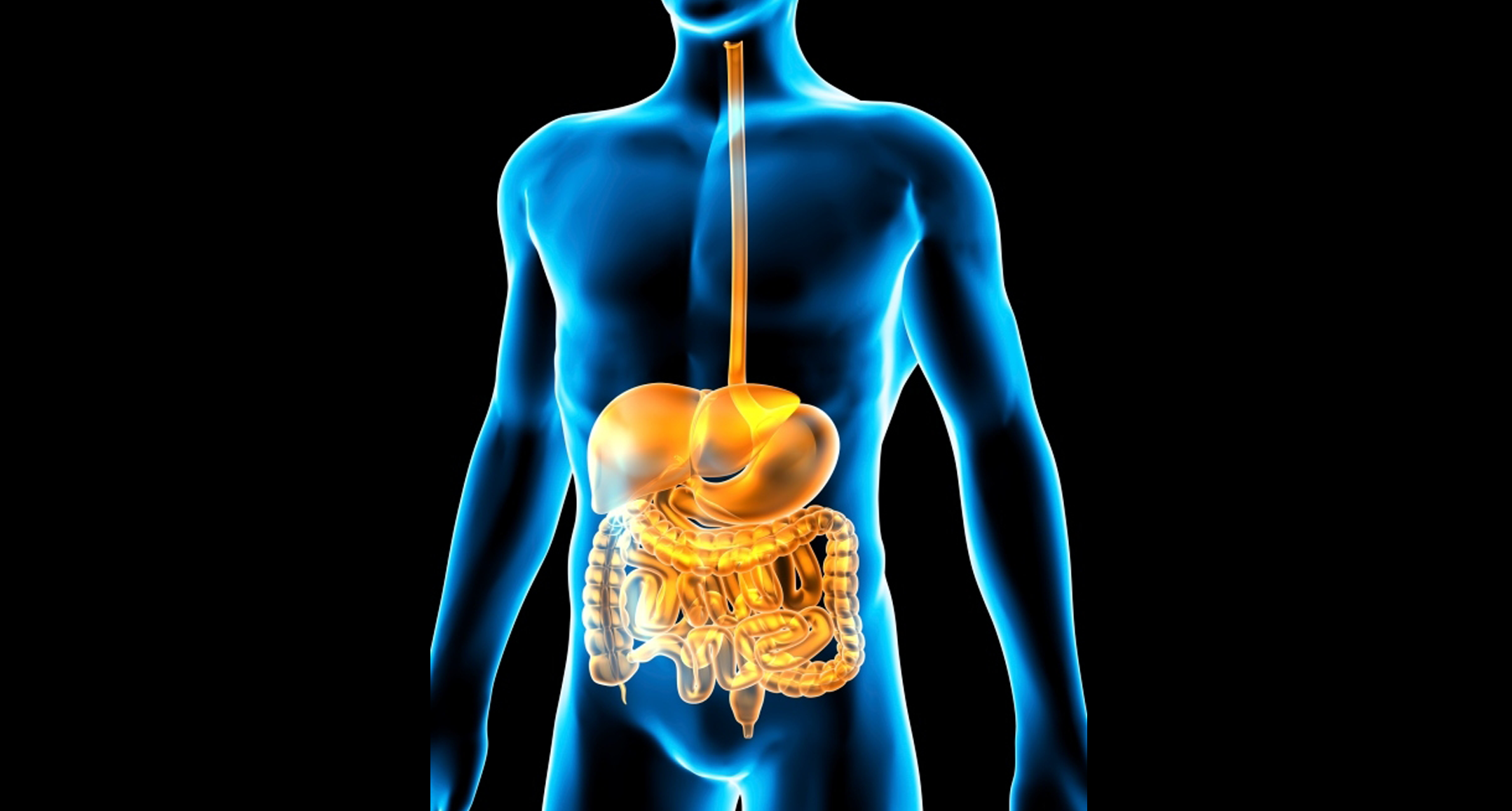 Желчный пузырь печень пищеварительные железы. Пищеварительная система человека. Органы пищеварения человека. Система органов пищеварения человека. Пищевар система человека.